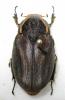 251896 – Photo : BAUER – Gabon